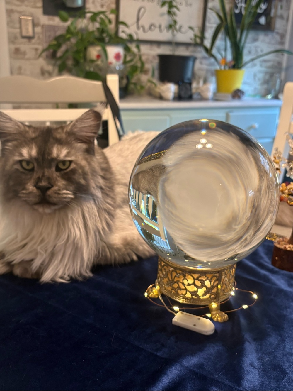 Mimosa3527 “I see beautiful jewels in your future!” 🌝🌟Nikoli’s Jewelry Box🌜⭐️